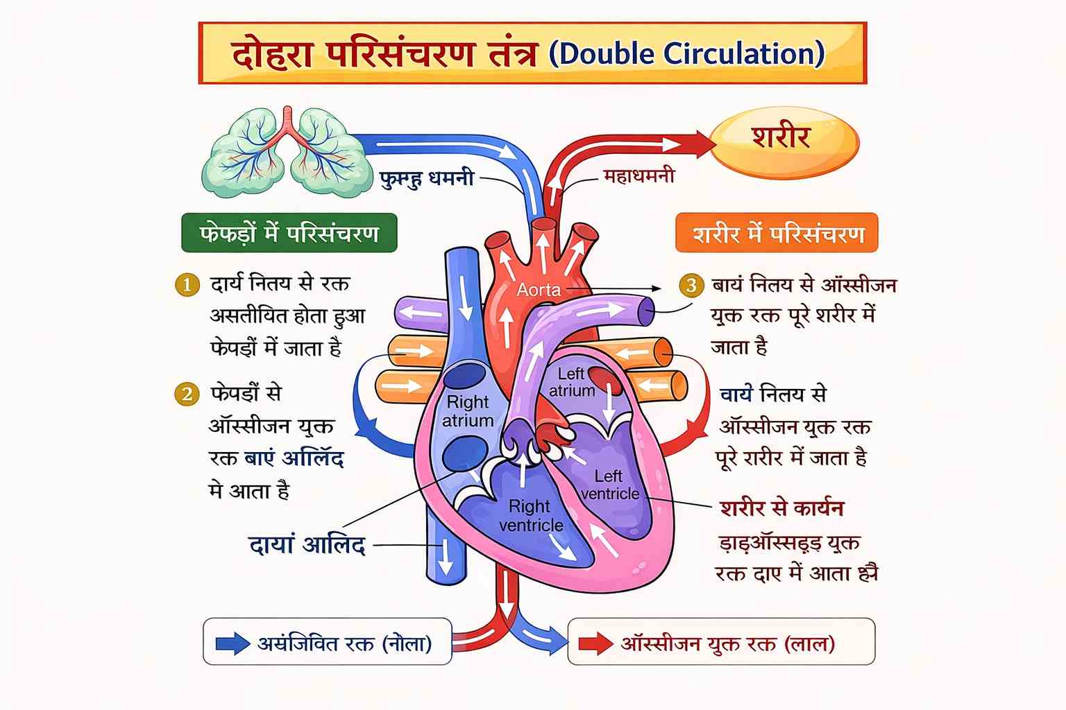 दोहरे परिसंचरण तंत्र 