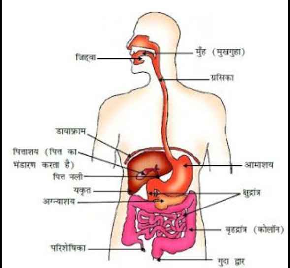 मानव पाचन तंत्र का नामांकित चित्र