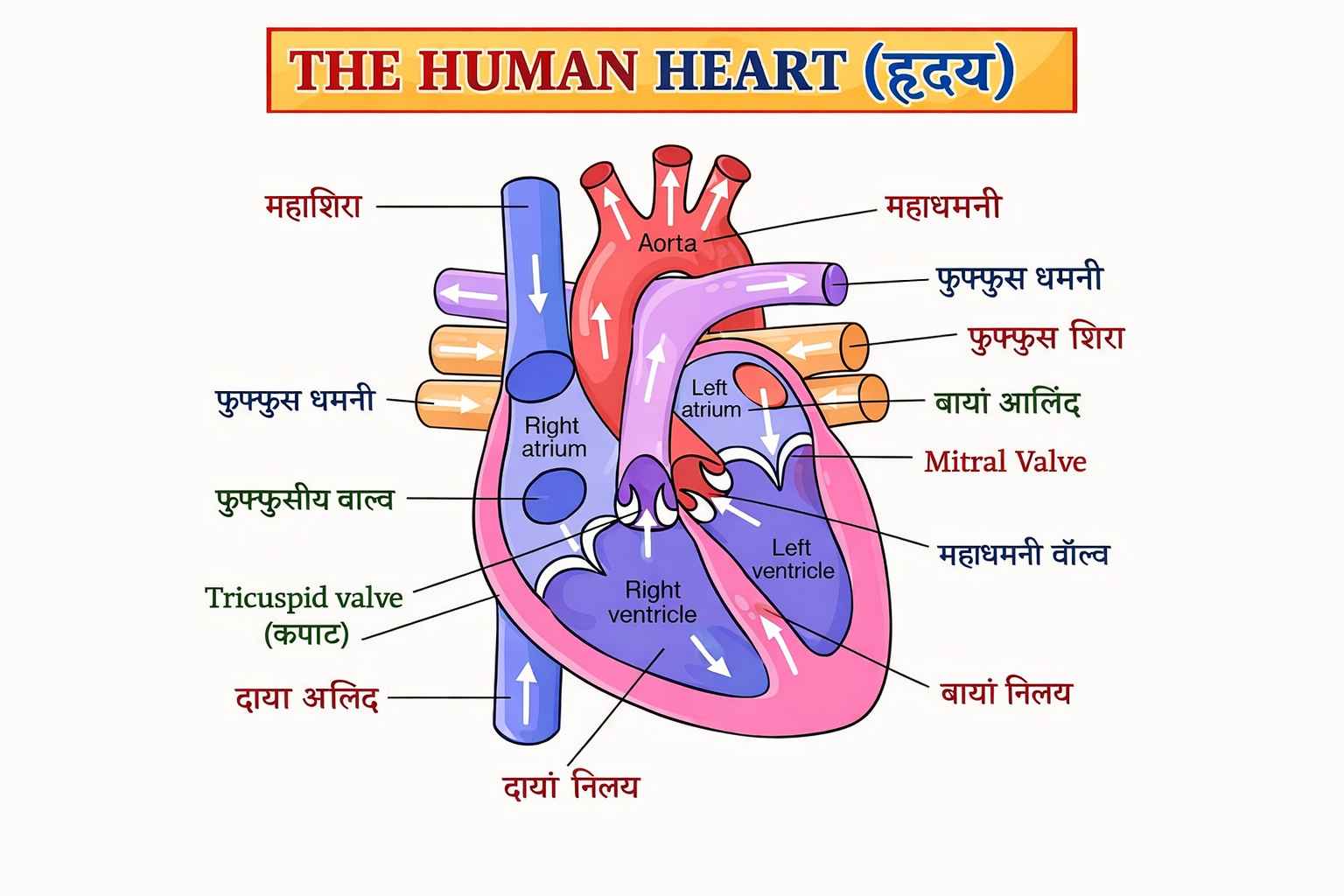 मानव हृदय का नामांकित चित्र